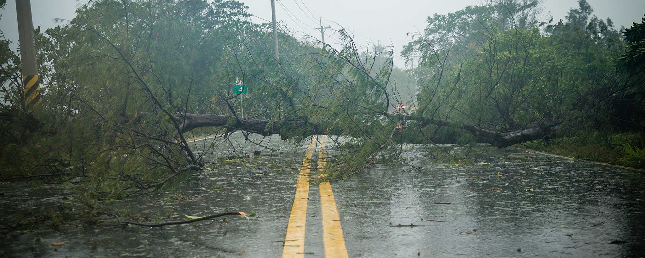 Un árbol caído bloquea un camino durante una tormenta de lluvia