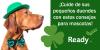 Un perro con sombrero verde y corbatín. Cuide de sus pequenos duendes con estos consejos para mascotas!